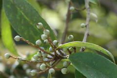 Symplocos cochinchinensis